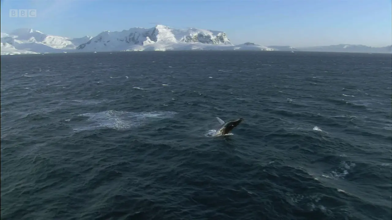 Humpback whale (Megaptera novaeangliae) as shown in Frozen Planet - To the Ends of the Earth